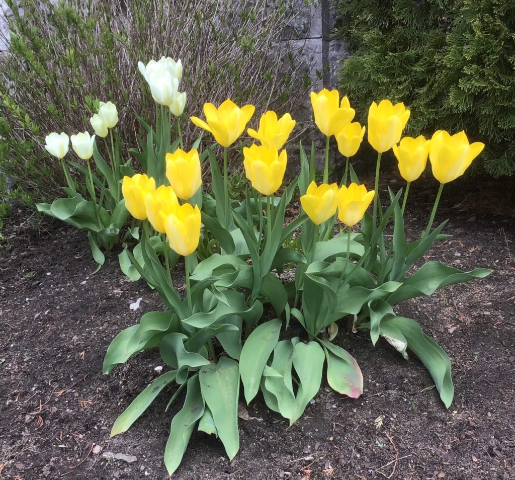 This image has an empty alt attribute; its file name is TulipsSpring2019-1024x954.jpg