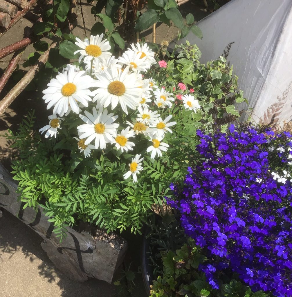 This image has an empty alt attribute; its file name is DaisiesEngland2019-1006x1024.jpg