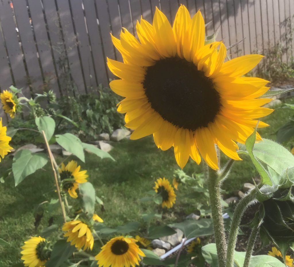 This image has an empty alt attribute; its file name is SunflowersSeptember2019-1024x930.jpg